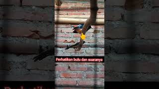 Tanda Murai Habis Kawin
