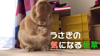 うさぎが前足をバシバシ振る仕草が早すぎて見えない #415