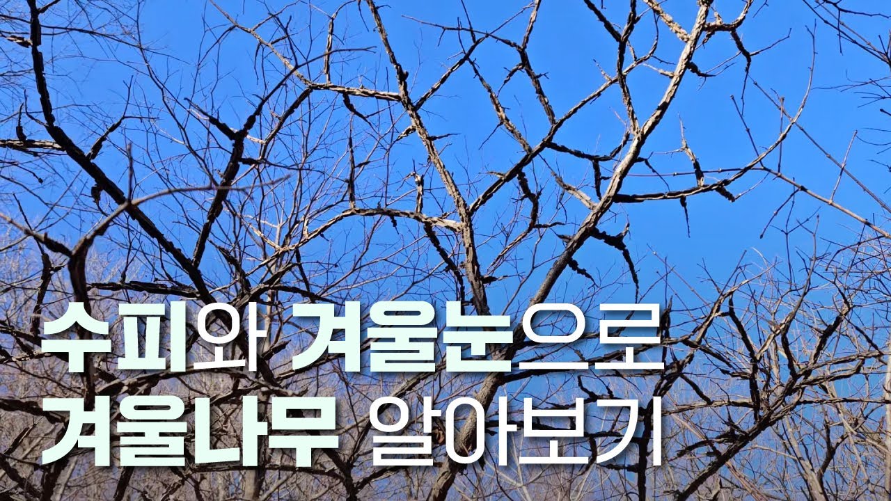 EP.88 | 겨울 나무의 정체를 밝혀라! 수피와 겨울눈 관찰하기