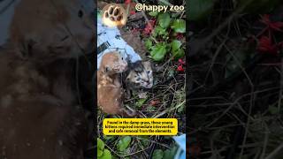 Kitten rescue: We found them in muddy grass, but feeding time revealed an unexpected struggle #cat