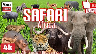 ¡SAFARI AFRICANO 4K! Aventura salvaje, música, relax, naturaleza, paisajes. ¡Increíble!