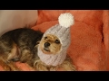 Gorro abrigador para perros crochet/cozy hats for dogs crochet