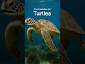 The Evolution of Turtles 🐢