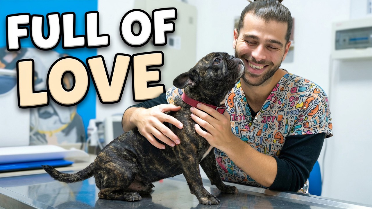 Самый любящий французский бульдог на свете! (Вы должны увидеть ее привязанность!!)