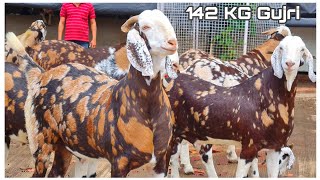 Top 50 Khassi Goats of JD Goat Farm Mumbai India Part 1 | 142 KG Gujri Goats 2021