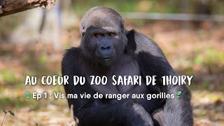 Au coeur du ZooSafari de Thoiry - Ep 1 "Vis ma vie de ranger aux gorilles"