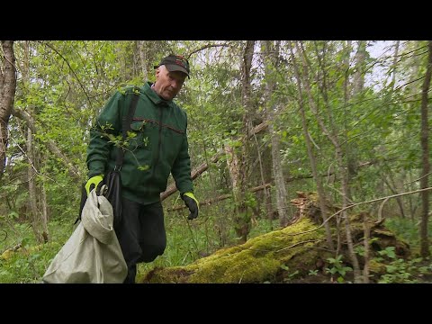 Video: Pašārstniecības augs: uzziniet par Prunella Vulgaris augu