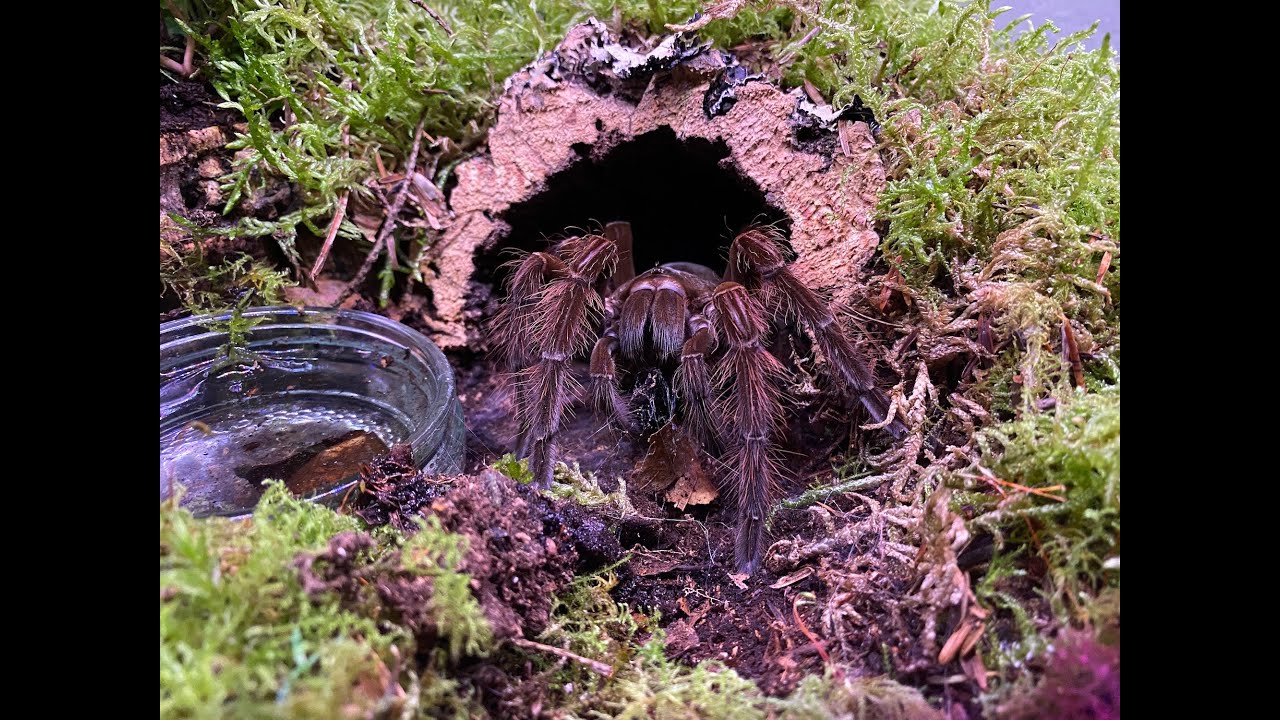 Theraphosa blondi , rehouse and care