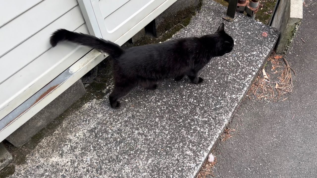 くろねこちゃん blackcat 2026年6月13日 16:00 - YouTube