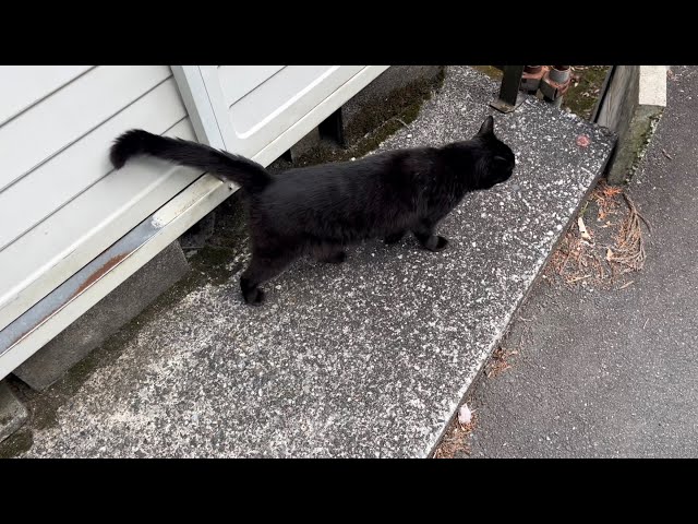 くろねこ☆ くろねこちゃん blackcat 2026年6月13日 16:00 - YouTube