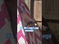 Mr.Long-Legs #grayhound #iggydog #italiangrayhound #funnydogvideos #puppy #sighthound #shorts