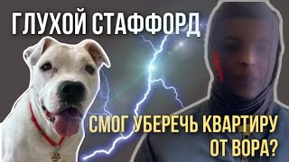 ВОР ВОРВАЛСЯ К ГЛУХОМУ СТАФФОРДУ | ВОЗМОЖНО ЛИ ОБВОРОВАТЬ КВАРТИРУ, ГДЕ ЖИВЁТ ГЛУХАЯ СОБАКА | ШОК!