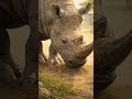 The Rhino Who Made the Path l Animal Lesson