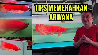 TIPS MEMERAHKAN ARWANA