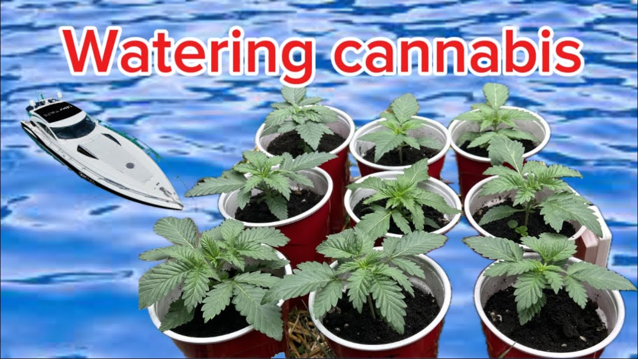 How I water my young cannabis plants