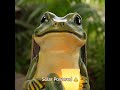 Miniature Frog Garden Statue Solar Light | Beautiful Outdoor Decor for Patio and Yard