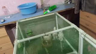 pvc Pipe Cage urdu homemade