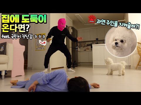 (반전주의ㅋㅋㅋ) <strong>비숑</strong> 반려견 키우기 흔한 가족 일상 | 말이야와친구들