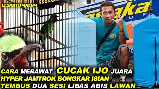 Cara merawat Cucak Ijo Juara. Cucak Ijo Sabtu malam ngentrok bongkar tanpa habis 2 sesi.