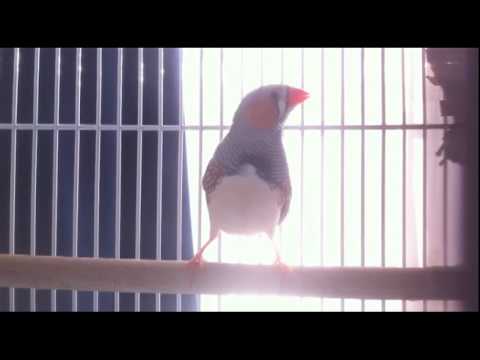 hilarious-zebra-finch!