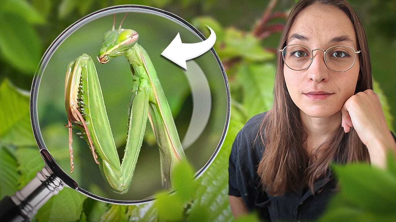 Comprendre (vraiment) la MANTE RELIGIEUSE