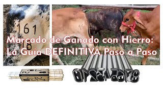 Guia Práctica Como Numerar Tu Ganado Correctamente Paso A Paso