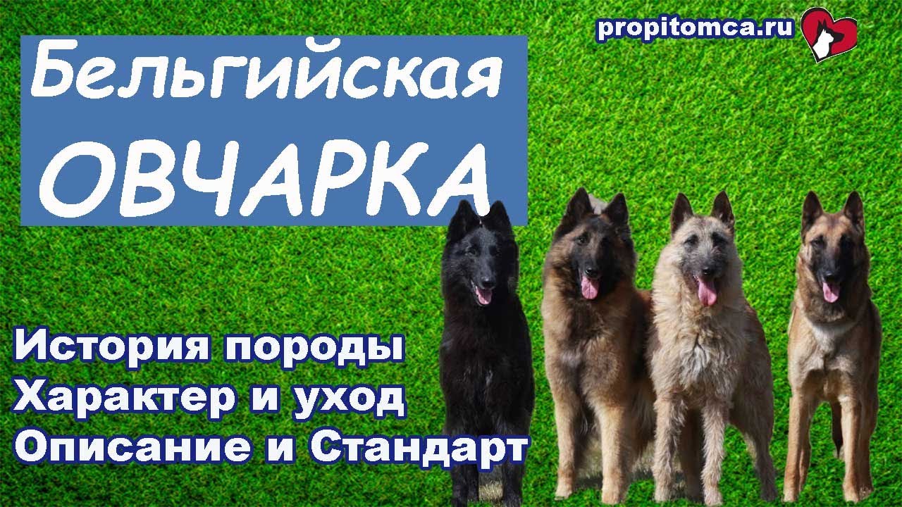 Характеристики породы собак малинуа цена Характеристики породы собак малинуа цена