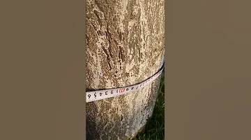 Россия Дерево Павловния 3 года 🤗