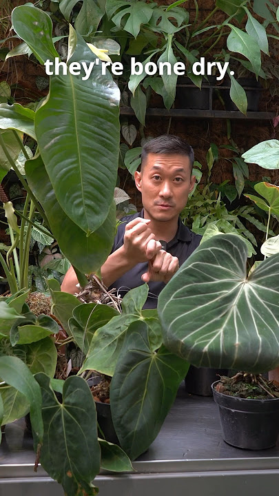 Anthurium General Care Tips