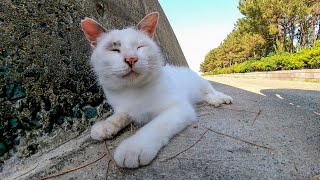 防波堤で寝ている野良猫を撫でるとゴロゴロ喉を鳴らしてカワイイ