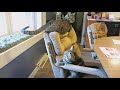SUPER WEIRD CATS that will totally CONFUSE YOU!   Extremely FUNNY CAT VIDEOS compilation