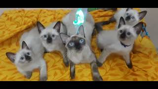 pure breed siamese cats kittens   #delhi #kerla #banglore  #mumbai