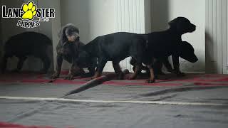 Handsome Doberman Pinscher Puppies