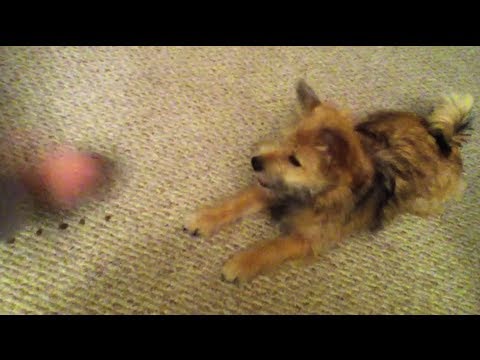 Training puppy dog waiting for food Part 1 [MixedKennelClub]