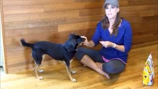 Teach Your Dog To Kiss