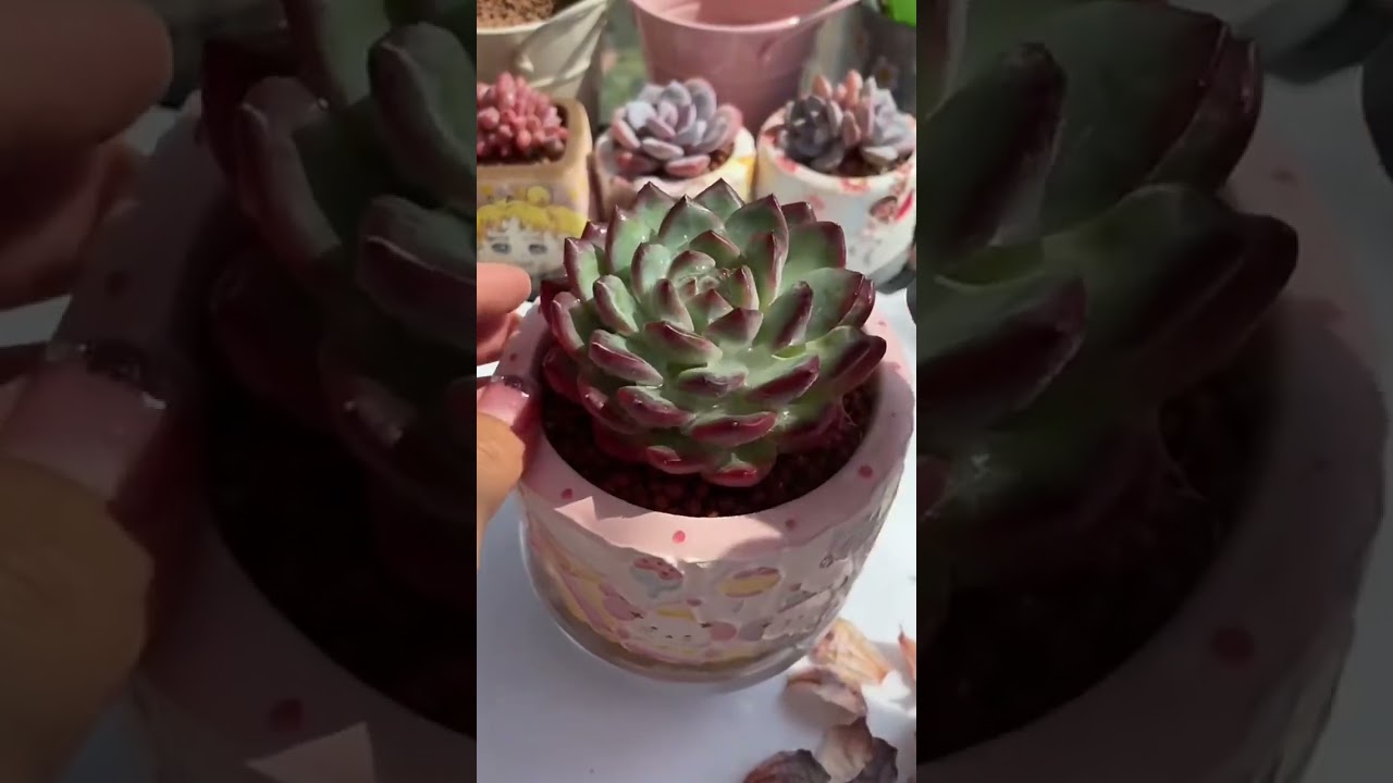 Amazing Succulent Garden Ideas | Creative Indoor Plant Arrangement