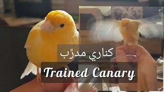 Best trained CANARY I've ever raised 