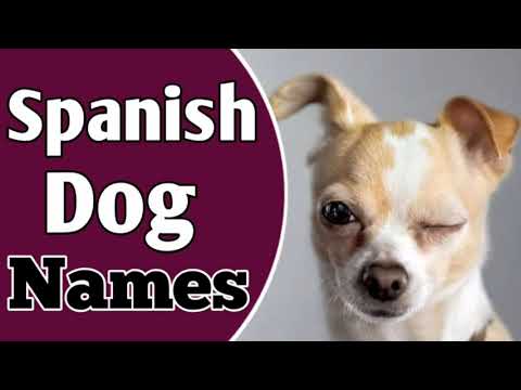 Video: 100+ Populárne mená španielskych psov a ich významy