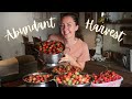 Preserving an abundant harvest canning in the homestead kitchen