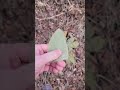 Lambs Ear