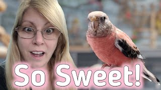 Recall Training A Bourke Parakeet