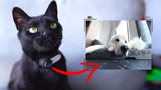 I Put a GoPro on my Cat! (First Person POV)