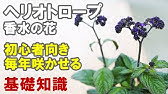チューベローズの植え方 育て方 日常管理 Youtube