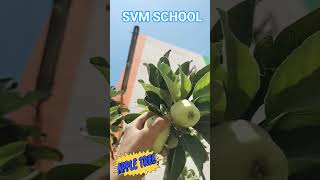 Apple 🍏🍏🍏 #svmchhokran #vidyamandir #school #education #vidyabharti #apple