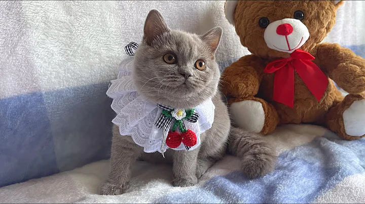 Watch the video about British Shorthair kitten Vanessa Washing Her Face