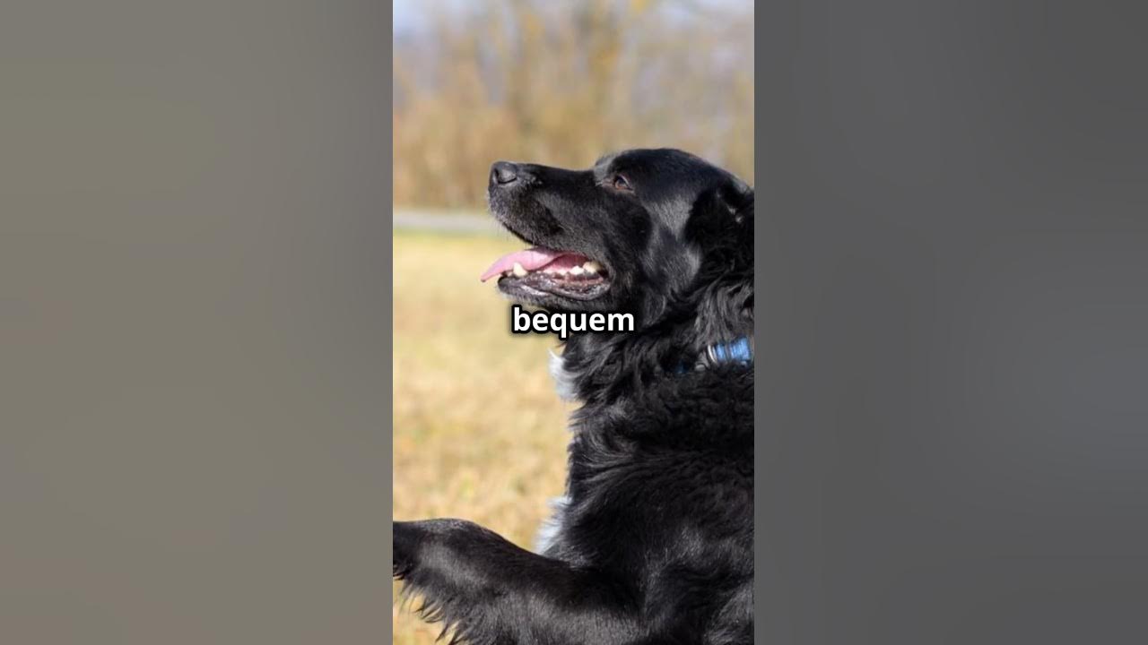 Warum Drehen Hunde Sich Im Kreis Bevor Sie Sich Hinlegen www.youtube.com