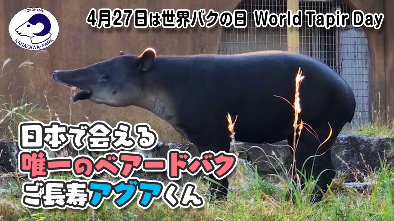 4 27は世界バクの日 日本で会える唯一のベアードバク ご長寿アグアくん World Tapir Day Baird S Tapir Agua Youtube 4 27は世界バクの日 日本で会える唯一のベアードバク ご長寿アグアくん World Tapir Day Baird S Tapir Agua Youtube