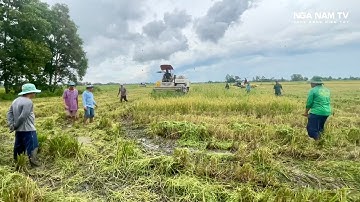 Săn Bắt Chuột Bắt Cá Theo Máy Cắt Miếng Ruộng Toàn Rắn Và Chuột Khủng Con Nấy Chà Bá/NGÃ NĂM TV