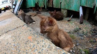 【猫島】お留守番をする子猫達