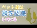 ﾍﾟｯﾄ達は鏡を認識している。飼い主等特定の存在があると認識し易いのではないか？